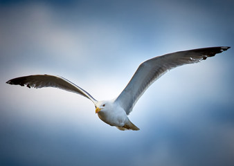 Seagull in flight