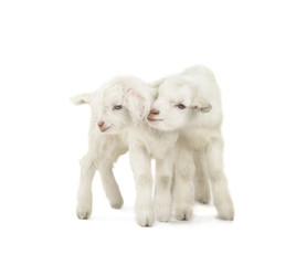 Naklejka premium two goat
