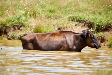 Fototapeta na wymiar Cow bathing in a pond