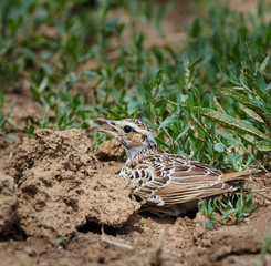 Woodlark on the ground