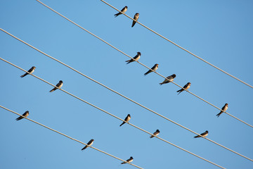 Barn swallows perched on telephone wires
