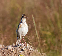 Woodlark hiding in grass