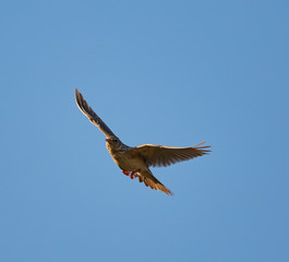 Woodlark in flight
