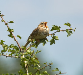 Corn bunting bird perched