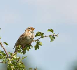 Corn bunting bird perched