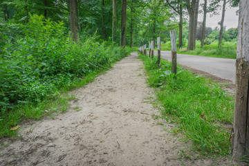 forest road view with poles