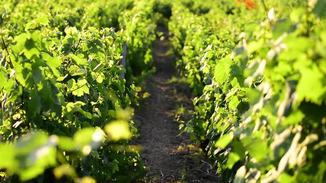 Vineyards with morning lights