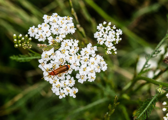 small bug on white flower