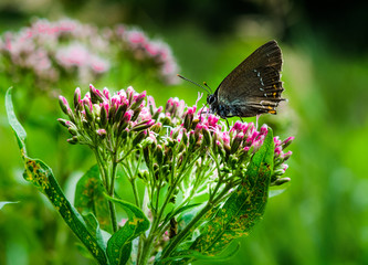 orange butterfly