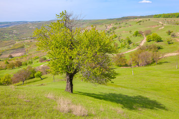 green landscape with tree