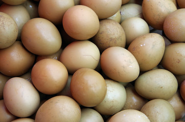 Pheasant eggs on display close-up