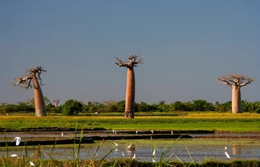 Rolgordijnen Baobab Wetlands and baobabs