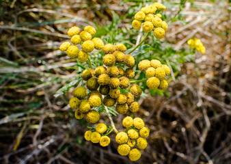 yellow flowers on hay