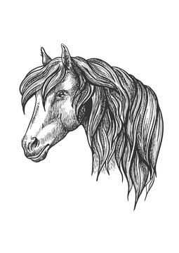 Calm looking horse head sketch with curly mane.