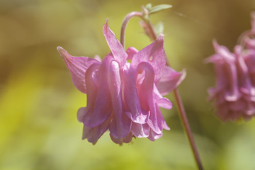 Rosa Akelei - Aquilegia