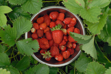 Strawberries harvest