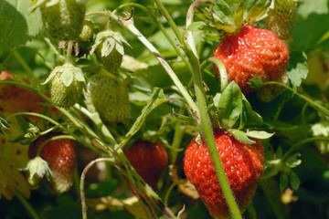 Strawberry plant.