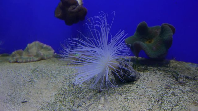 Underwater Worm Bunch - Serpulid - Protula.