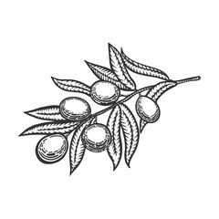 Olive branch engraving style vector