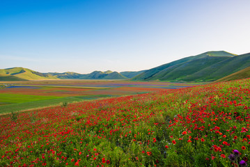 Castelluccio di Norcia 2016 (Umbria, Italy) - The flowering in the highland of Sibillini Mountains