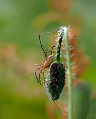 Daddy Long-legs Spider - Side view of a daddy long-legs spider (also called Harvestmen, Granddaddy long-legs, Opilione, Phalangida)