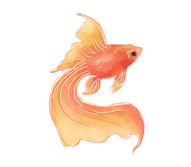 Fototapeta premium 金魚