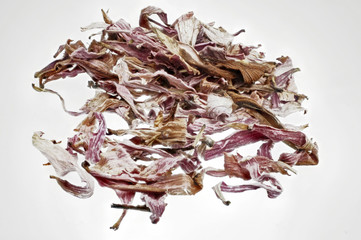 Obraz premium getrocknete echiancea rosa Sonnenhut