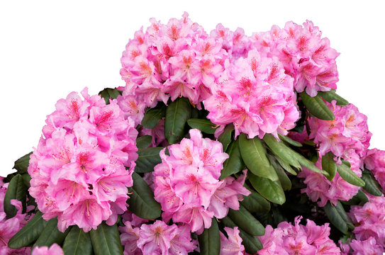 bl&uuml;hender Rhododendron, Freisteller mit wei&szlig;em Hintergrund