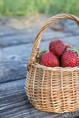Fototapeta na wymiar Ripe strawberries in a basket