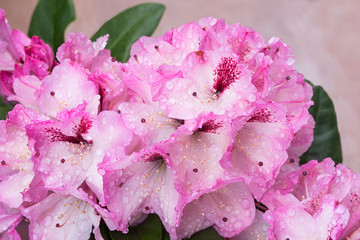 Rosa Rhododendronblüte mit Tautropfen