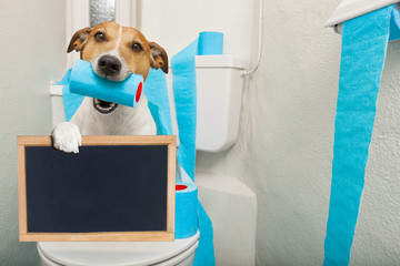 dog on toilet seat