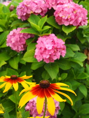 ルドベキアと紫陽花