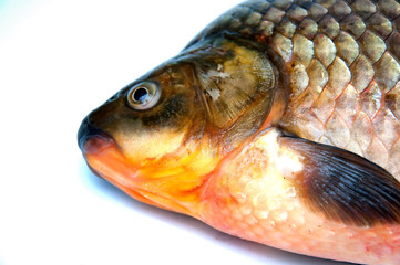 Big prussian carp isolated on white