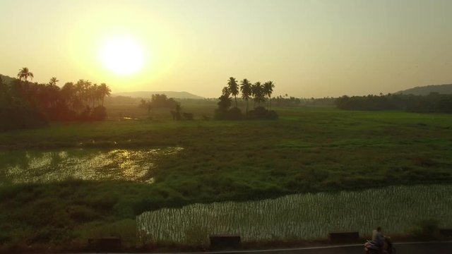 Aerial view of rice fields in the evening, Goa, India, Winter 2016