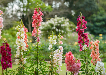 Obraz premium Snap dragon flower blooming in garden