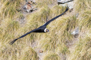 condor andino en vuelo