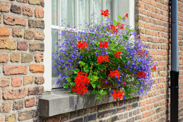 Naklejka premium Blue and red blooming plants in the windowsill