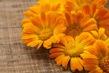Flower calendula . Close up of orange flowers on a wooden background - obrazy, fototapety, plakaty