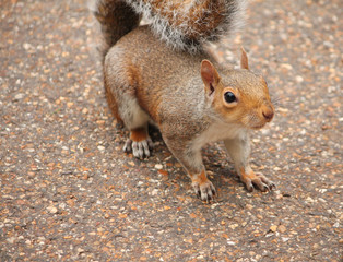 Squirrel