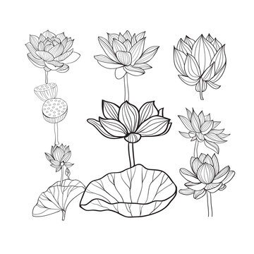 Vector set of Beautiful monochrome hand drawn lotus flowers and