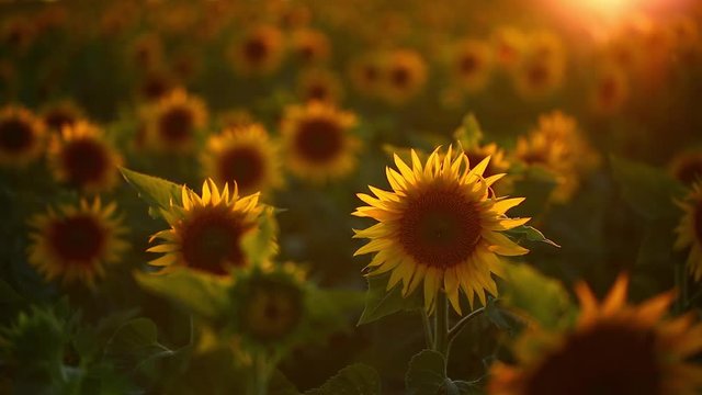 Tournesol, France