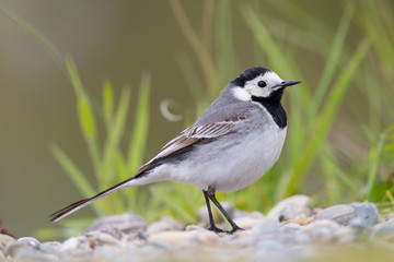 Portrait of white wagtail (Motacilla alba alba)