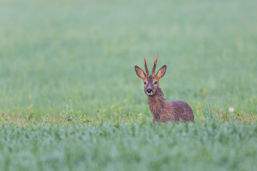Young roebuck standing in meadow and looking curious