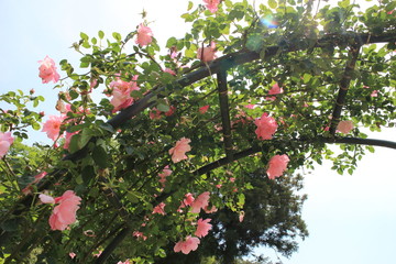 Obraz premium バラの花