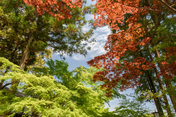 新緑と紅葉