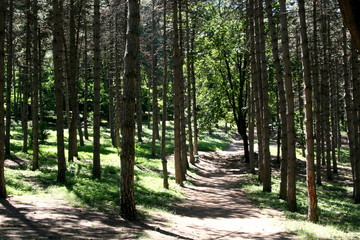 лесная тропа.