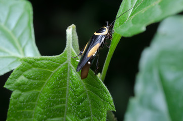 A black and yellow bug in the forest