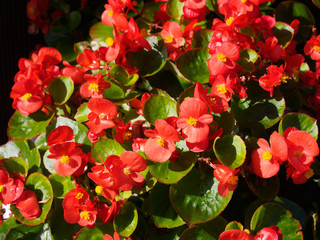 Wox begonia