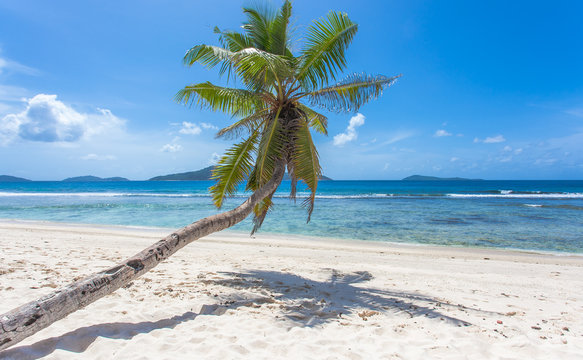  cocotier penché sur plage d'Anse Fourmis, la Digue, les Seychelles