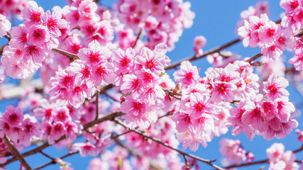 Pink Wild Himalayan Cherry in nature